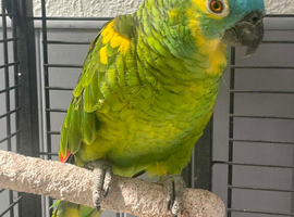 Blue Fronted Cock