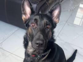 Belgian female
