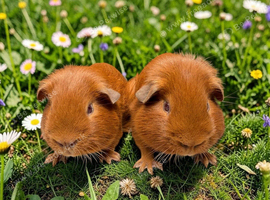 Beautiful bonded baby guinea pigs
