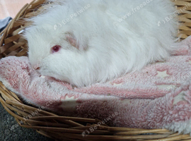 Swiss adult boy guinea pig