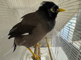 Pair Of Mynah in Liverpool