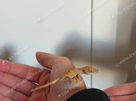 Baby created geckos for sale