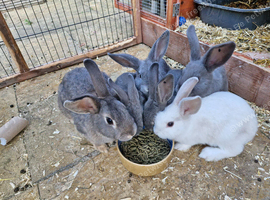 10 week old rabbits