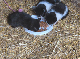 2 kittens ready for homes now