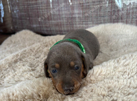 Miniature Dachshunds 1 boy left