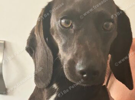 Pippa
