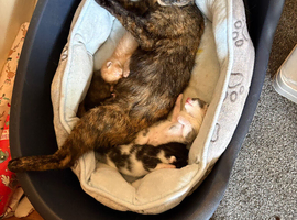 2 beautiful kittens ready 23rd june
