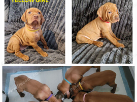 ( READY TO GO )KC hungarian vizsla puppies for sale ( ready to go 13th June)