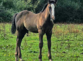Irish Draught Colt