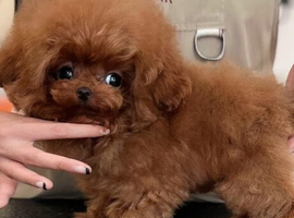 Korean teacup toy poodle stud