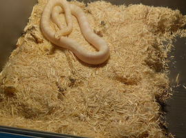 Snowy corn snake