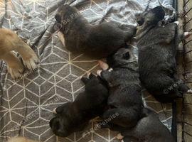 American Akita