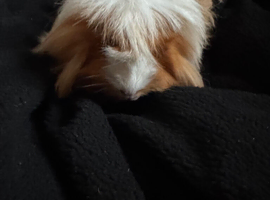 Female ginuea pigs for sale