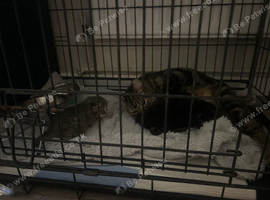 3 kittens for sale