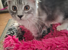 Male kittens ready to leave shortly