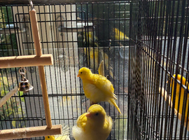 Fife canaries