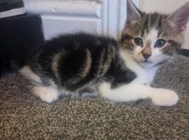 9 week old kittens for sale - friendly