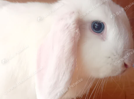 Female Blue eyed pure white mini lop