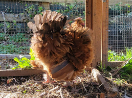 Serama x bantam cockerels free to rehome