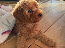 Toy poodle for rehome