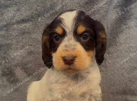 Half Show Half Working Cocker Spaniel Puppies