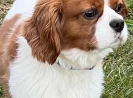Cavalier King Charles