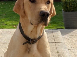 ROYAL KENNEL CLUB REGISTERED LABRADOR