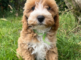 Cavapoochon puppies