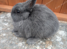 Solid blue  netherland dwarfs Baby boys