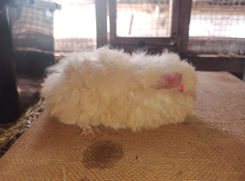 ALPACA boar
