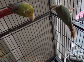Pineapple conures