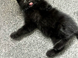 Kittens