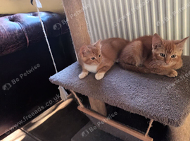 Persian X Ready to go Friendly, handsome kittens