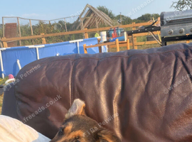German shepherd pup boy (dog)