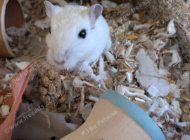 4 month old white male gerbil