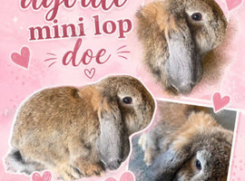Agouti Mini Lop Doe