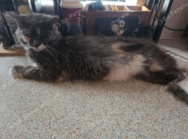 Kittens for sale half mainecoon