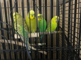 Budgies