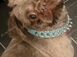 Chocolate Shih Tzu For Stud