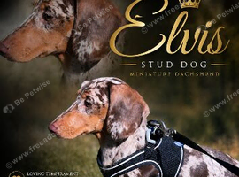 Miniature dachshund for stud