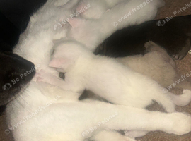 5 kittens