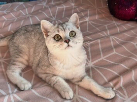 Rare British shorthair female