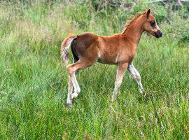 Colt
