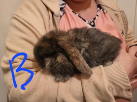 Lion lop boy