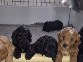 Health Tested Cockapoo