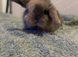 Mini lop boy