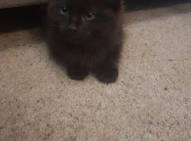Black female kitten