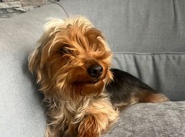 Yorkshire terrier 1 year old girl