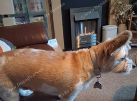 Stunnilg JRT x boy