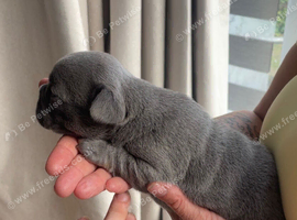 French bulldog puppies